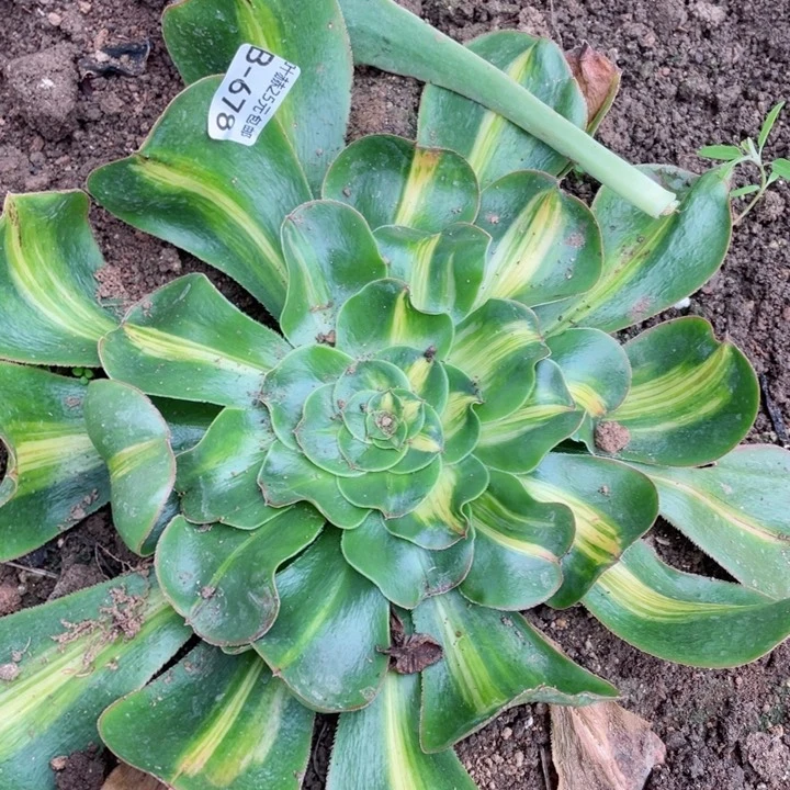 678暴君多肉12344678