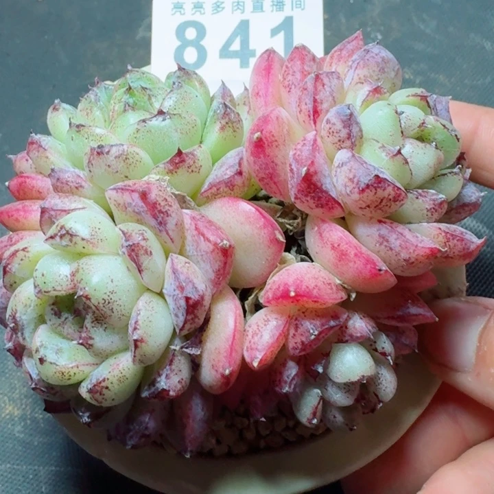 赤水晶群生         精控精养多肉植物