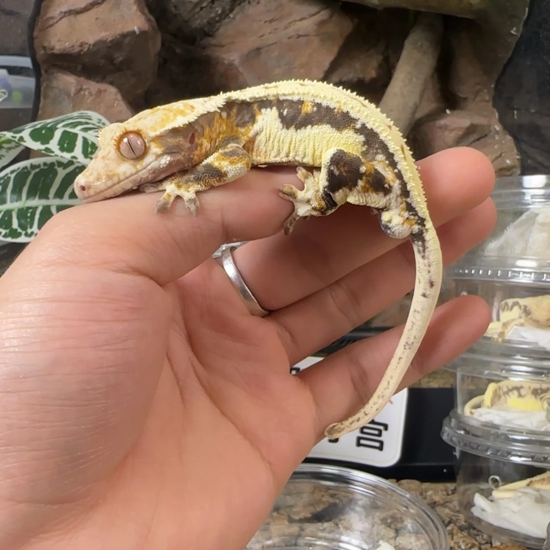 小***睡睫角守宫三色莉莉