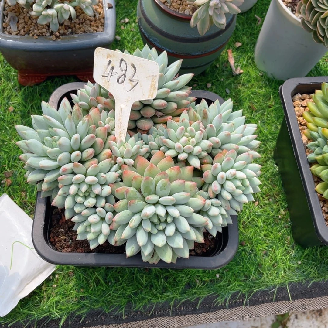 阿****483lowmomomomomomow