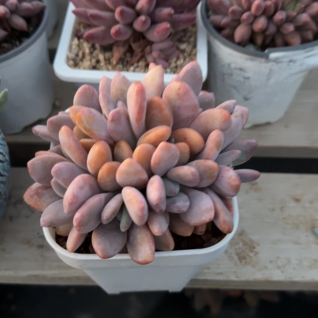 粉兔群生五十包邮老桩