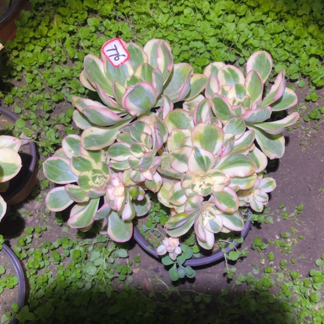 776多肉植物燕姿锦花脸有断枝痕迹