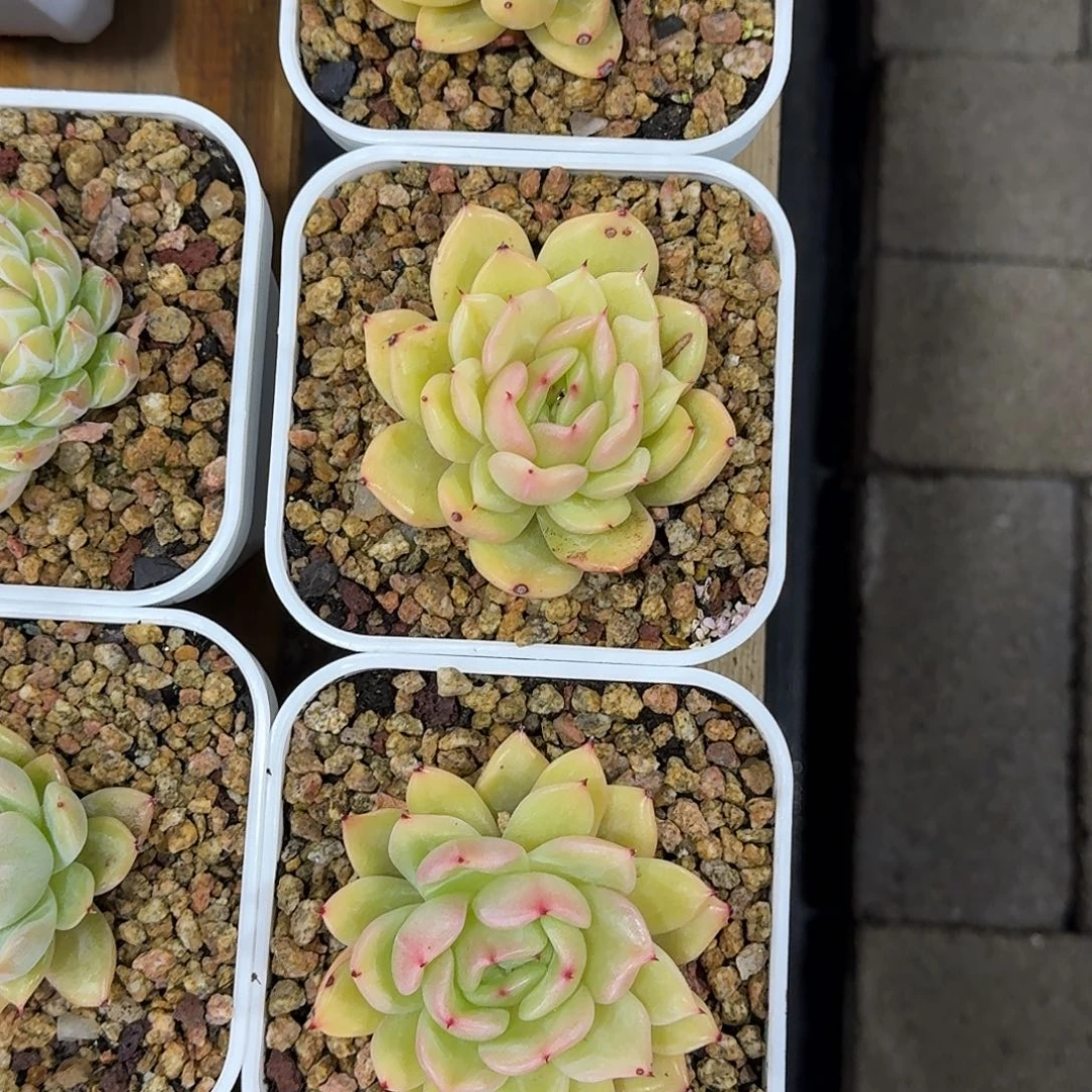 圣洁星辰多肉植物