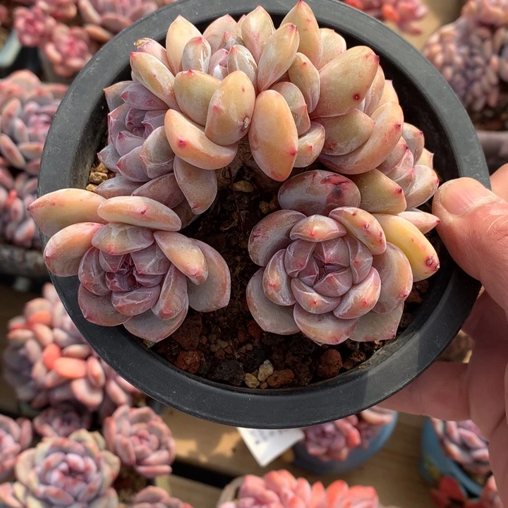 星影小树桩朵朵无砍