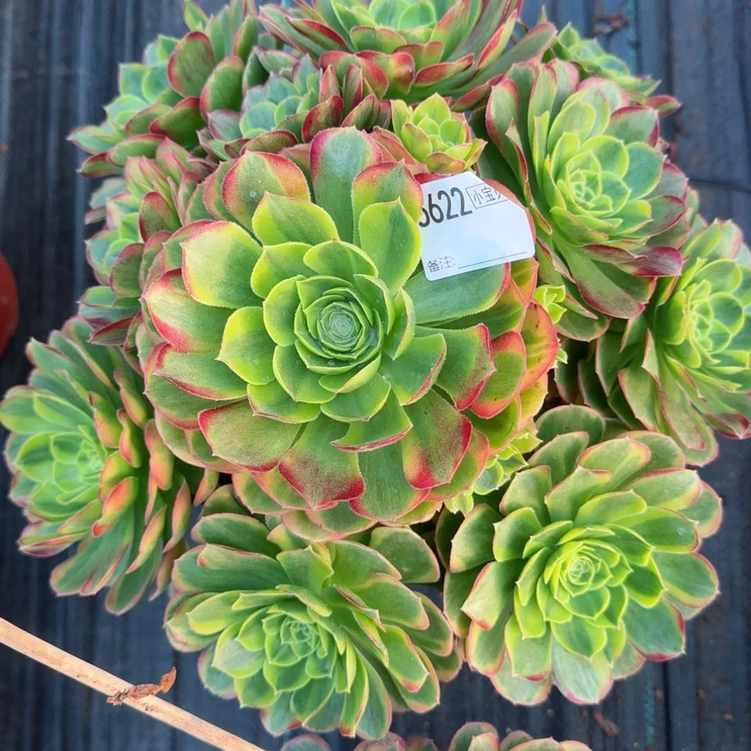 巧*6622奶白多肉多肉