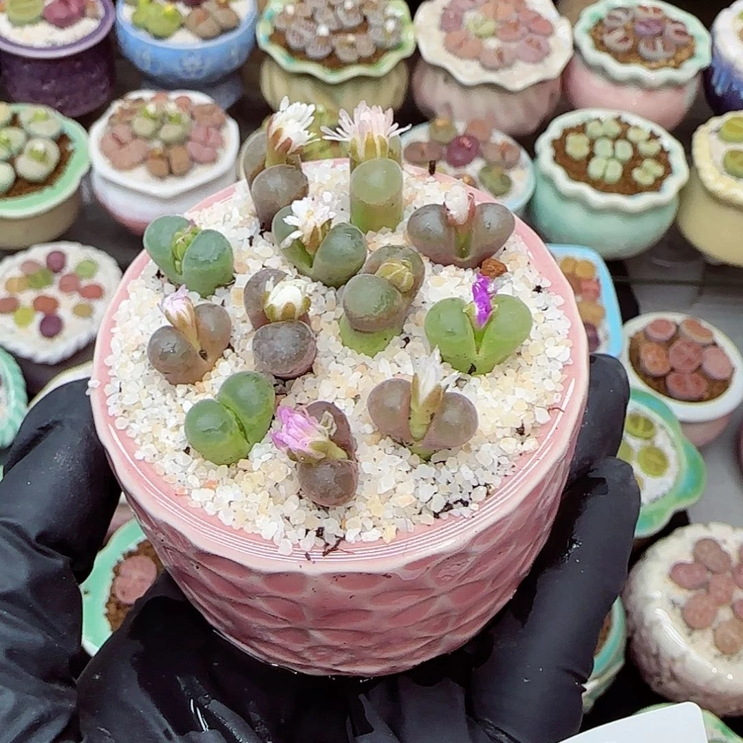 生石花满18包邮1113-9