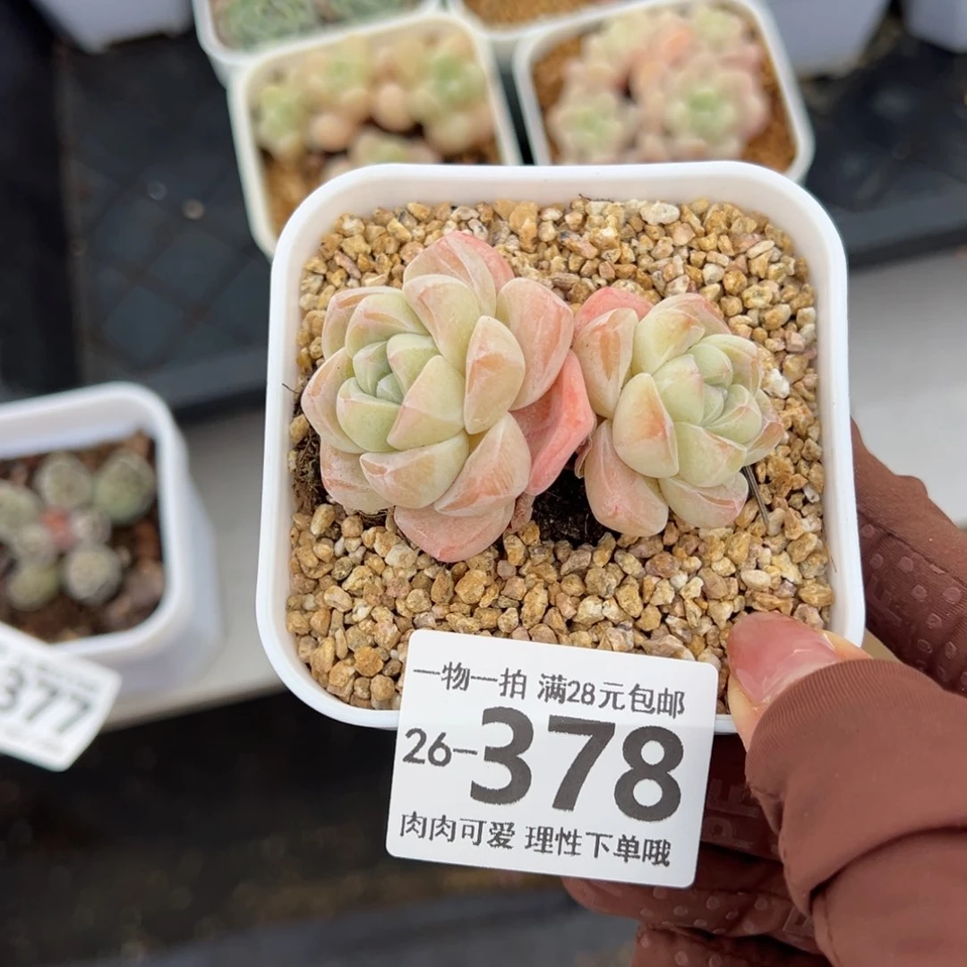 白底冰玉多肉多肉多肉多肉多肉