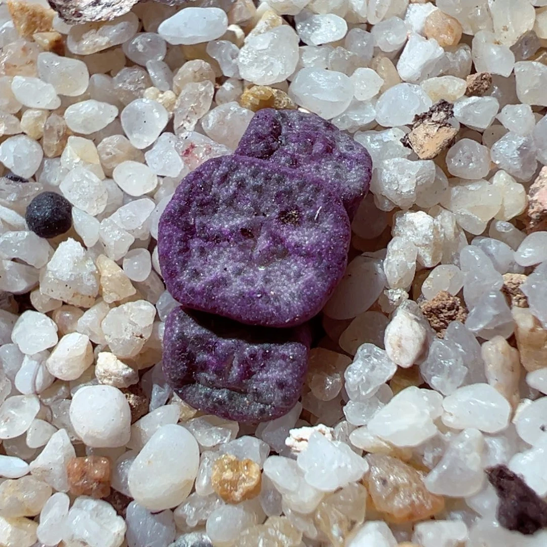 1121-821多肉多肉紫鸟