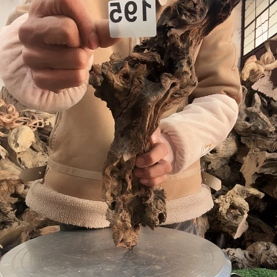 米*鼠紫砂噜啦啦啦啦啦啦