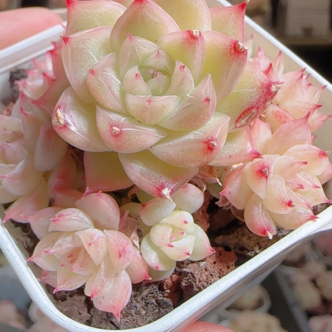 花语多肉0105-42叶伤散