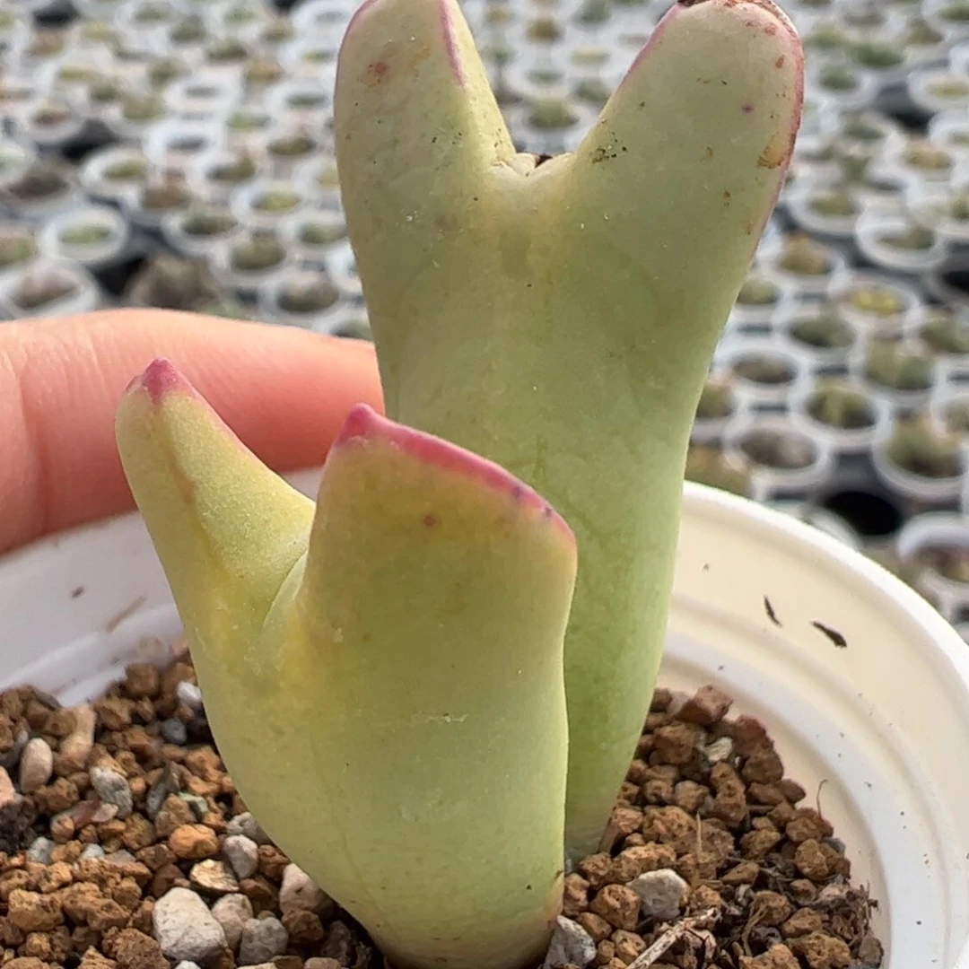 巨将多肉植物百科