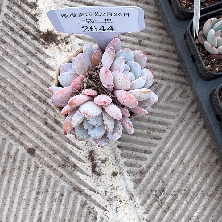 薇薇安园艺多肉2644