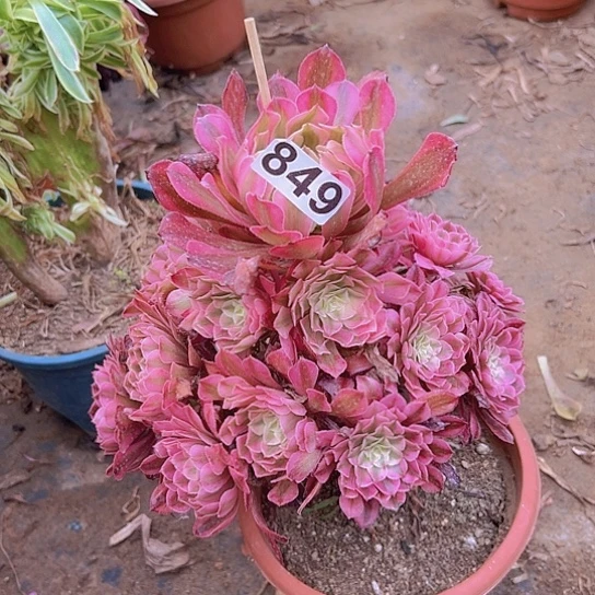 赵***姐多肉植物一个法师