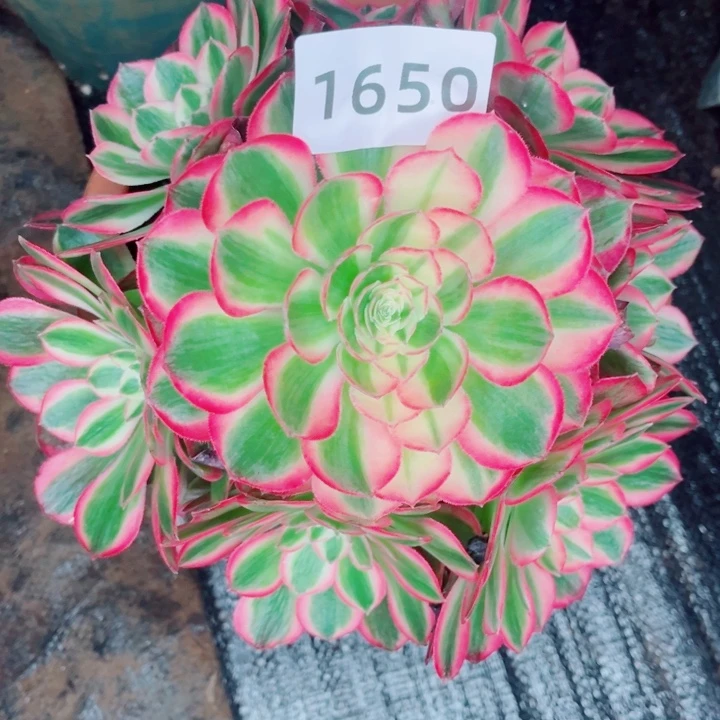 粉孔雀翎多肉发货