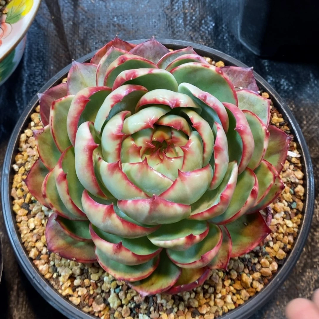 旺***女惊鸿仙子一物一拍