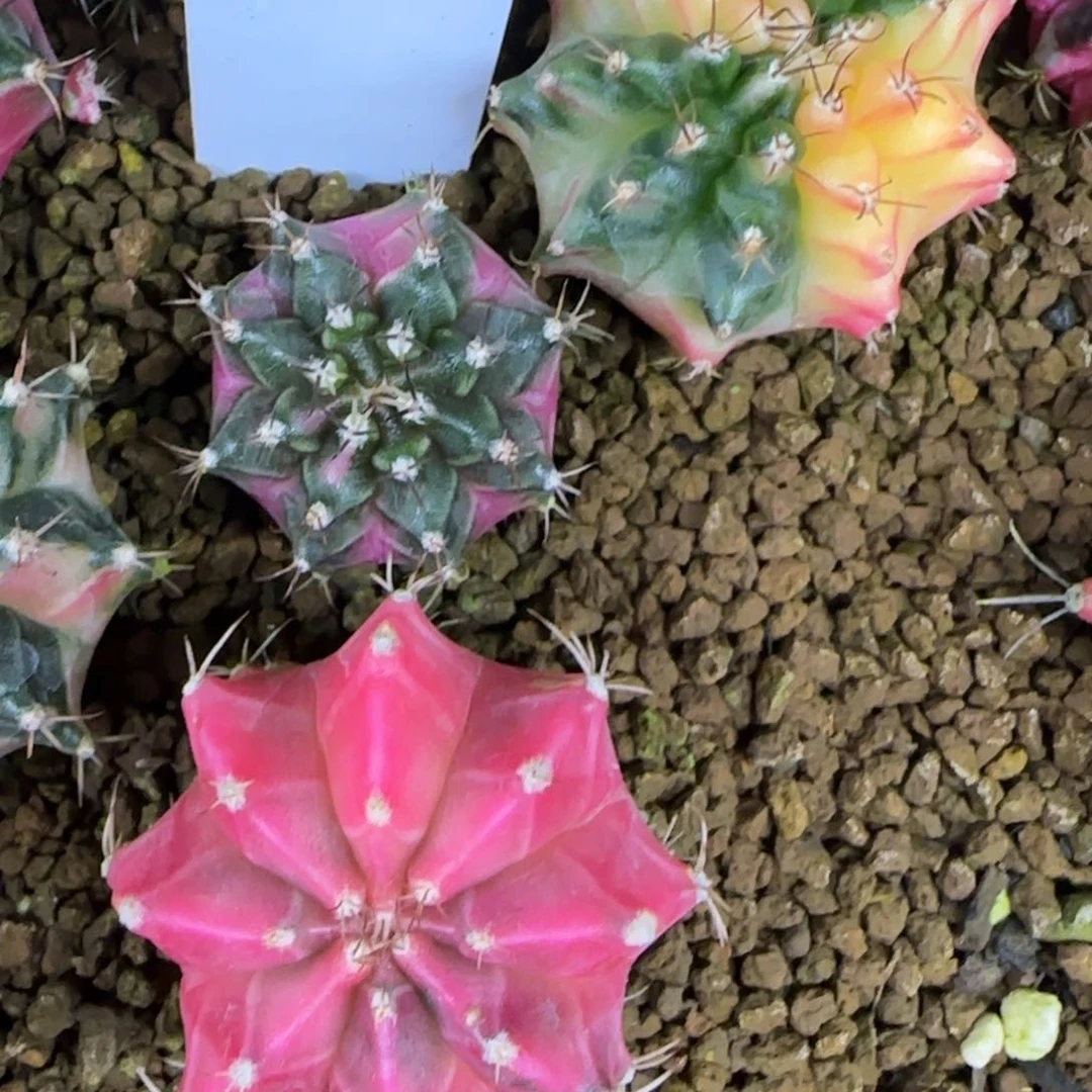 127-0213脱土发多肉