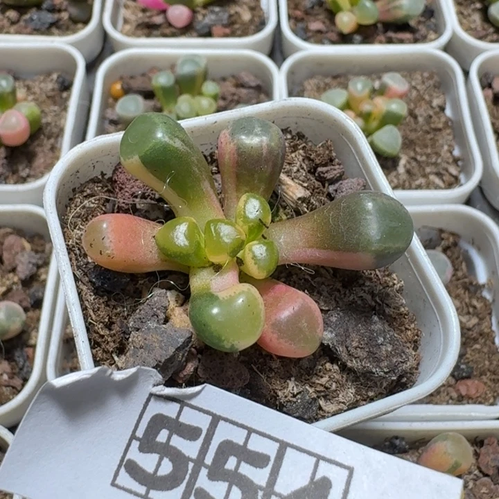 三***丶554五十铃玉锦带盆发货