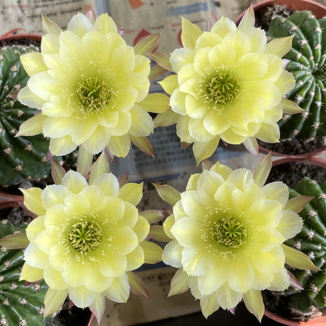 黄白优选丽花属仙人球花大花朵有香味阳台易养多肉植物花卉盆栽