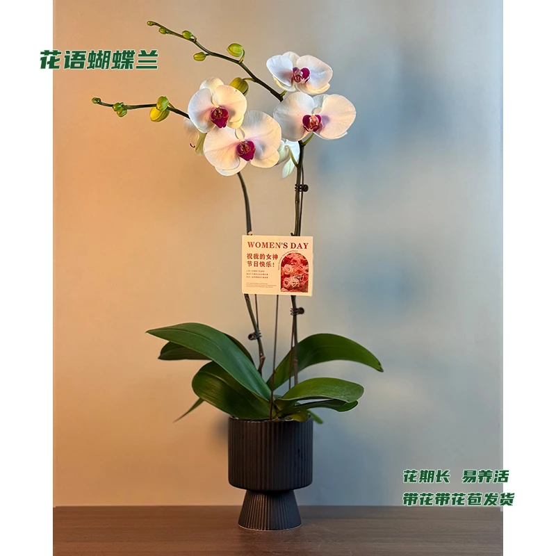 蝴蝶兰【一见钟情】 带花带花苞发货 室内客厅阳台花卉 好养易活