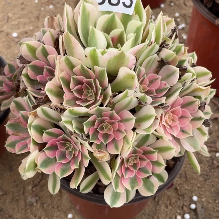 无花朵583多肉植物粉女巫