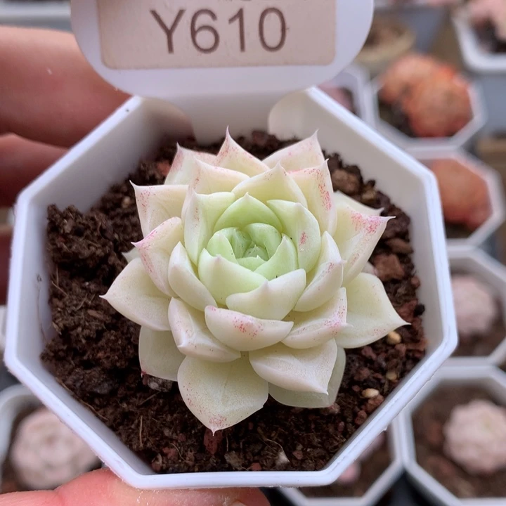 0610白天鹅4厘米