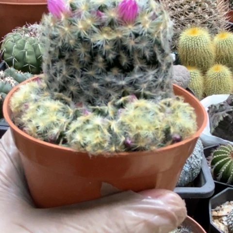 明星仙人球8米仙人球