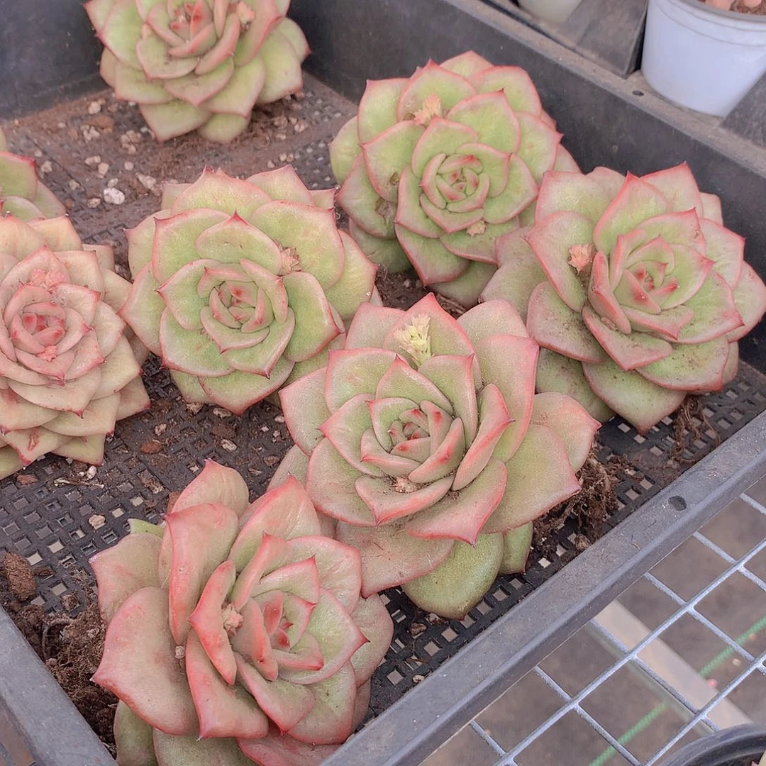 蔷薇锦23457789990000