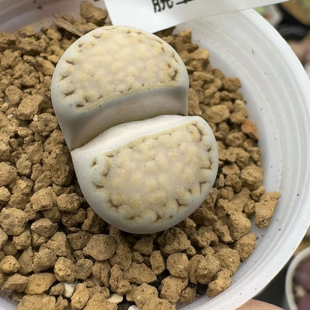 922多肉哈哈哈哈哈哈