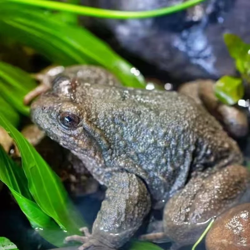 深山山泉水露天生态养殖顺丰包邮鲜活美味