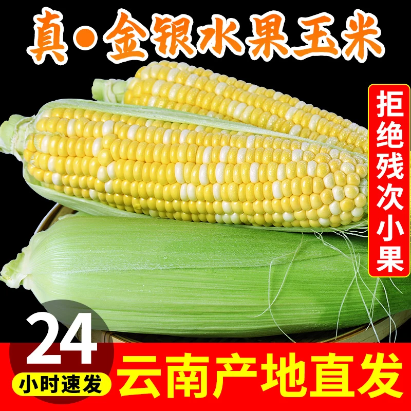 云南现摘金银水果甜玉米 新鲜水果玉米甜脆爆浆嫩包谷当季玉米
