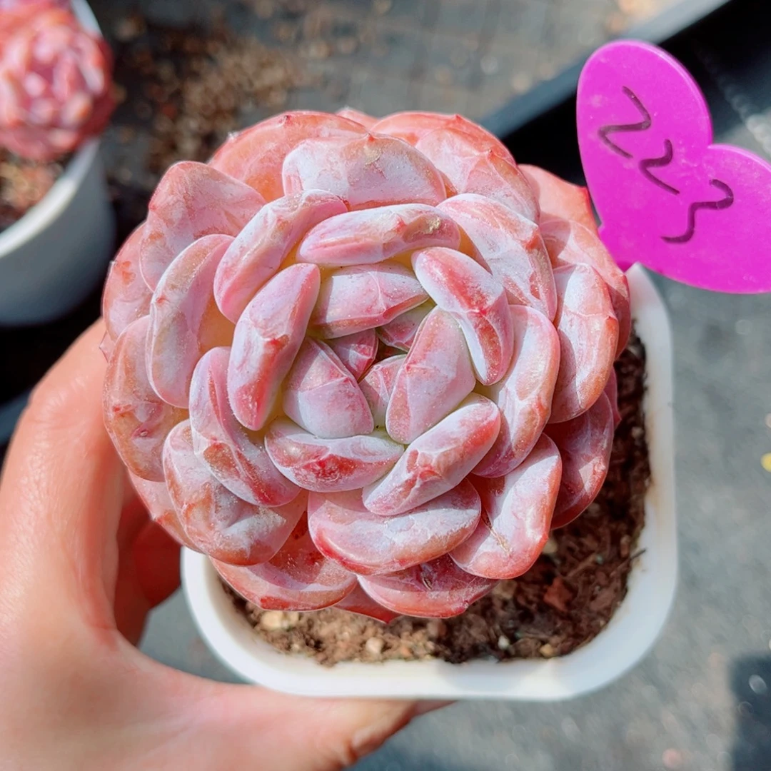 223号小老桩石榴籽星影单头