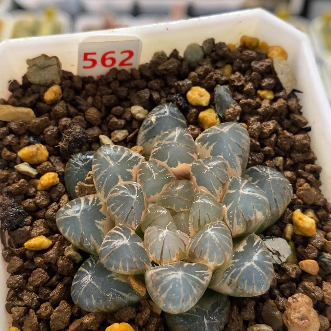 562龙珠十二卷多肉植物