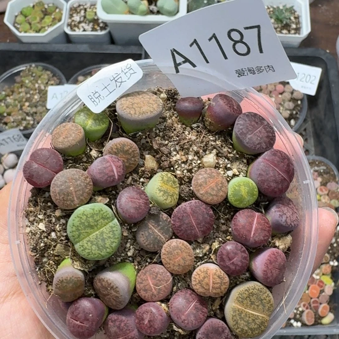 1187 生石花和肉锥