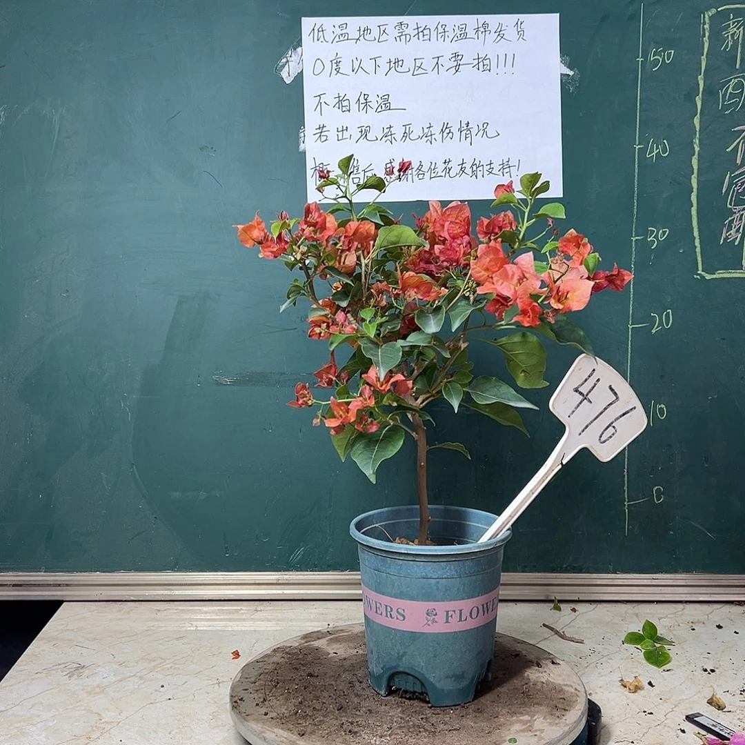 全部花苞不甜西瓜  476