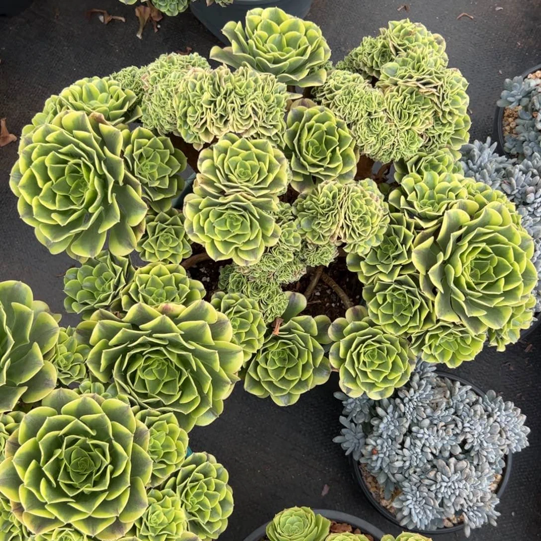 绿豆沙缀化老桩朵缀
