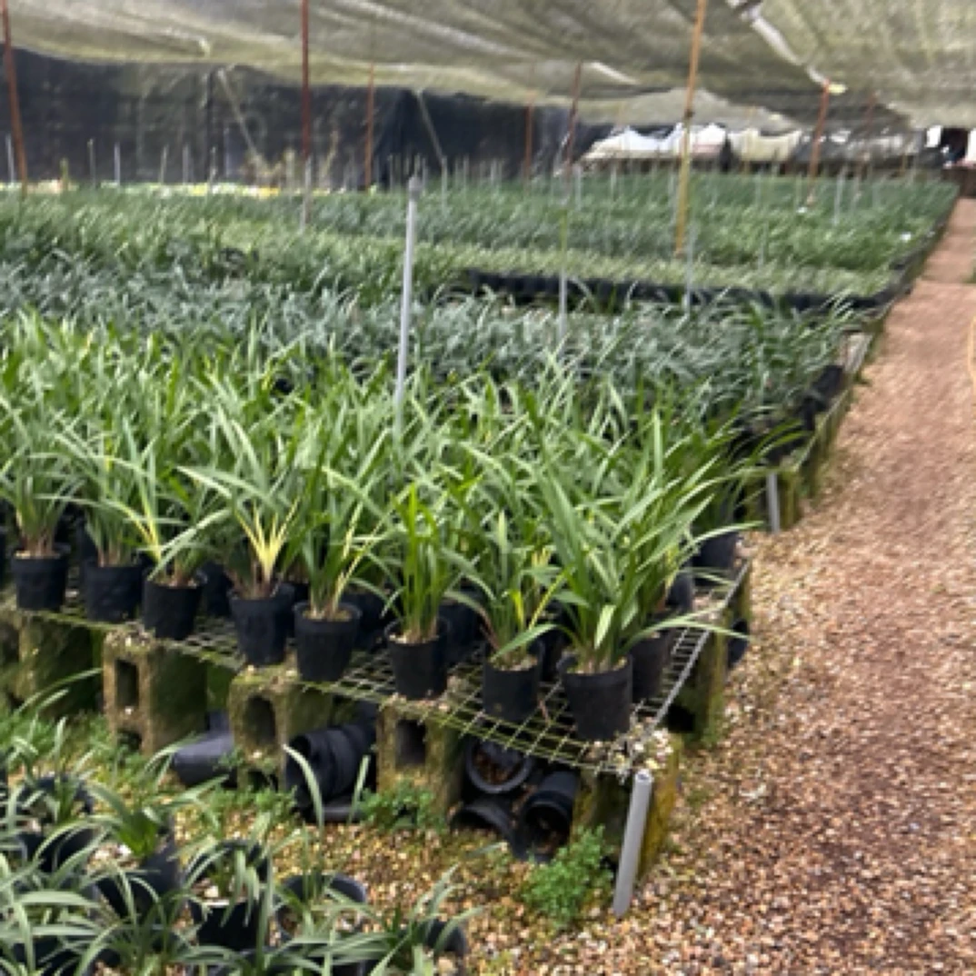 人工种植兰花 建兰春兰 墨兰浓香好养易活