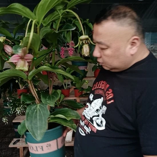 无花朵宝莲灯花基地发货