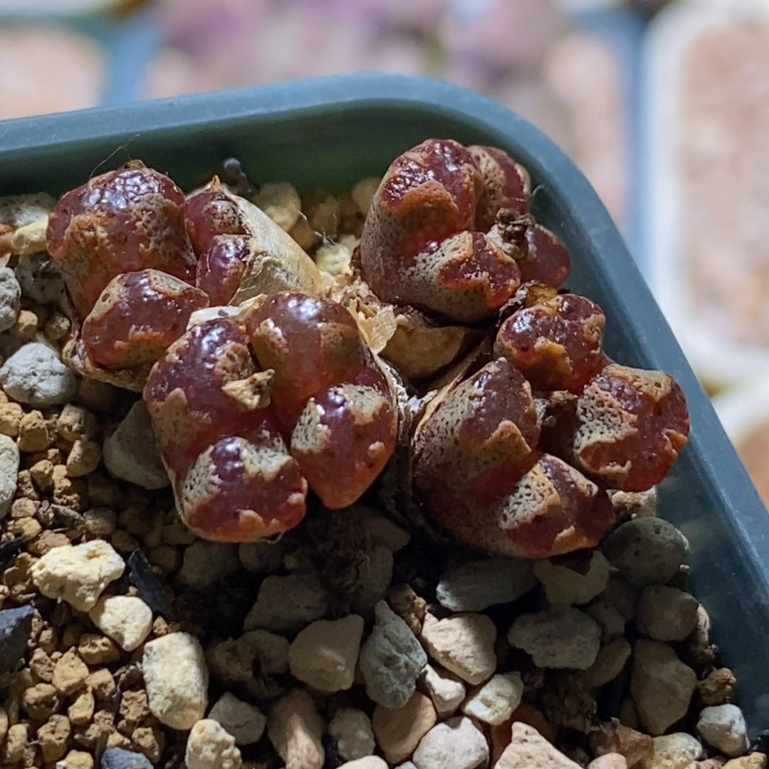 蝴蝶蝴蝶勋章蝴蝶勋章