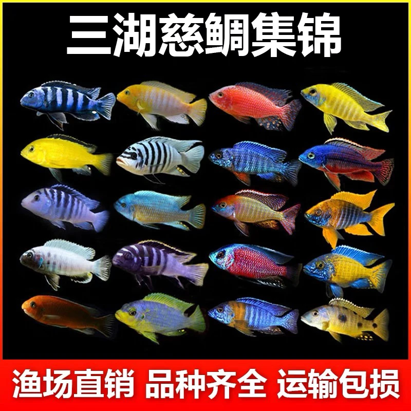 三湖慈鲷马鲷蓝阿里皇帝非洲王子热带鱼活体鱼小型淡水观赏鱼包邮