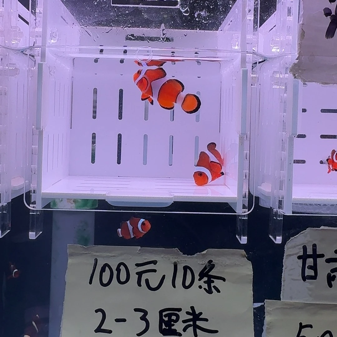 海水鱼4+精品黑边公子一对