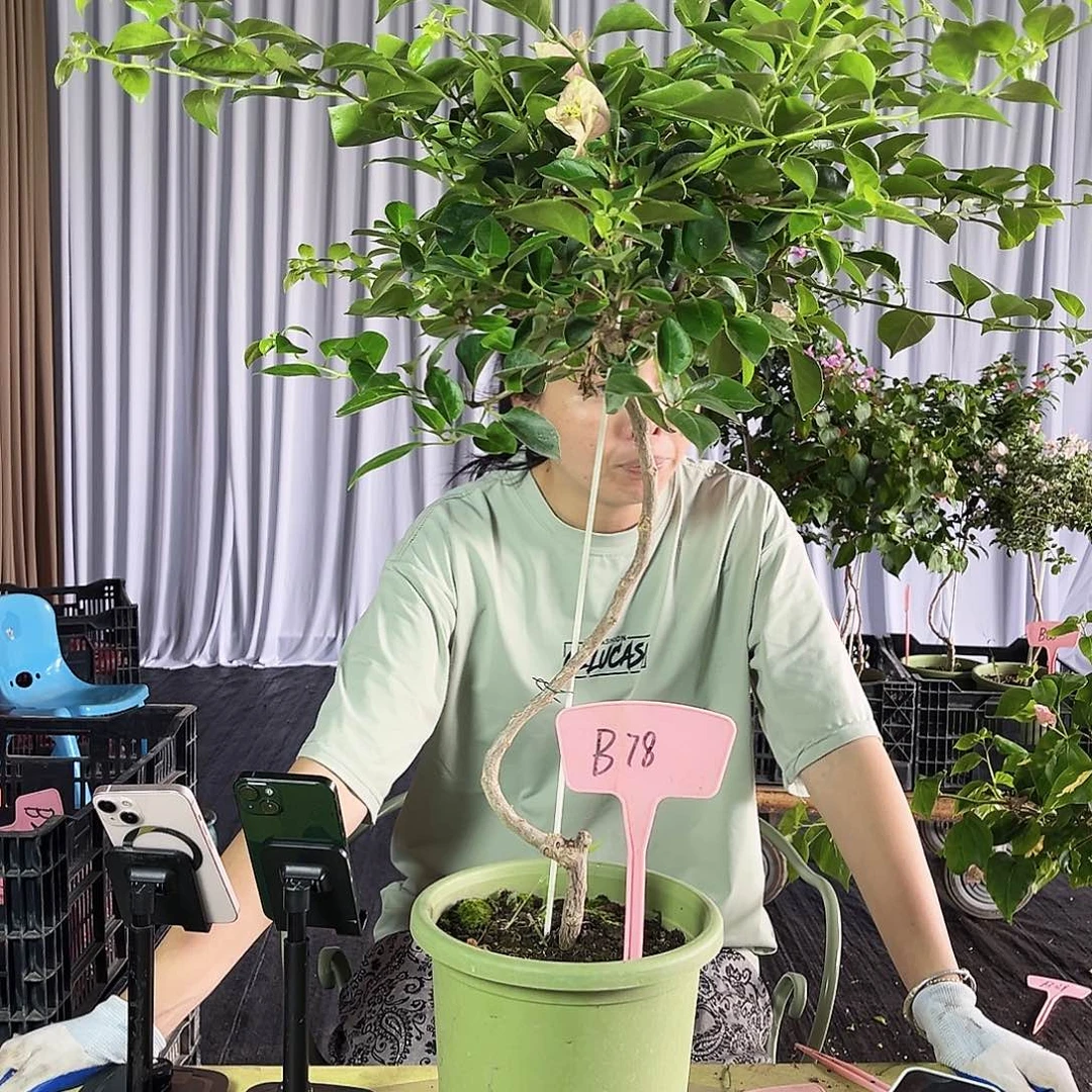 L***龍大部分花苞少量开放B78所罗门