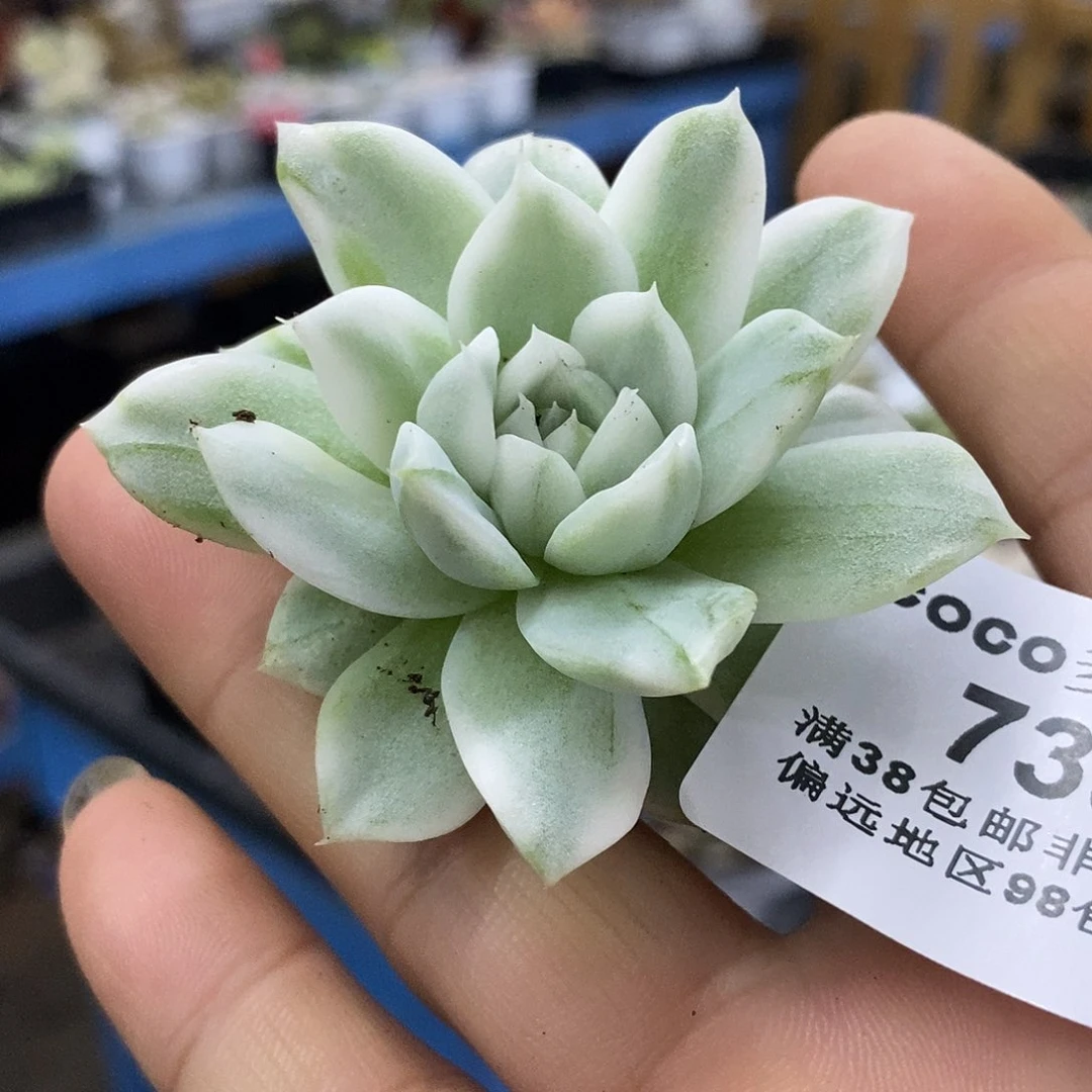 739麦秆锦炸多肉植物哇啦塞，