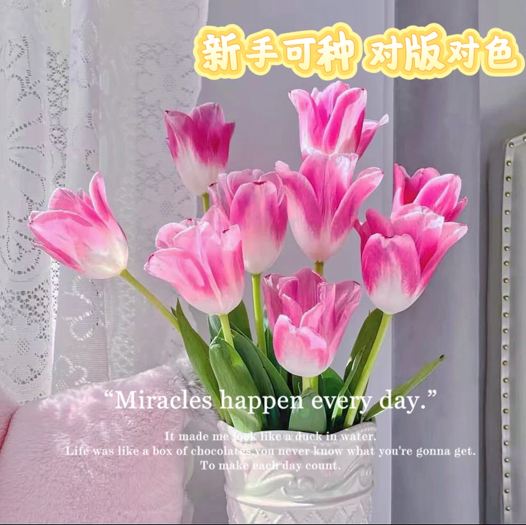 【栽好五度球-郁金香12＋】荷兰进口稀有品质新手地栽阳台盆栽好养