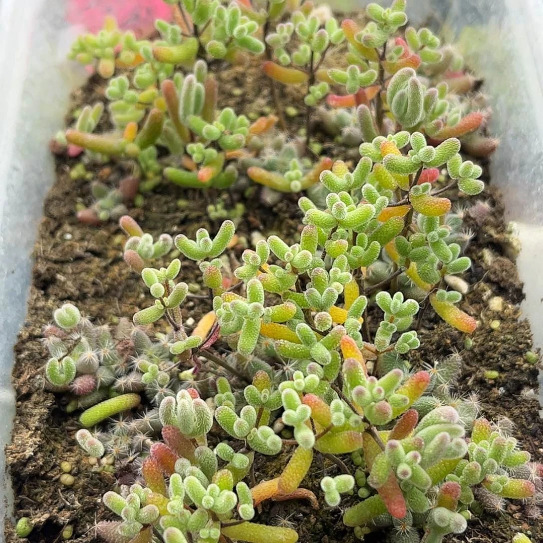 切糕枝干番杏优选