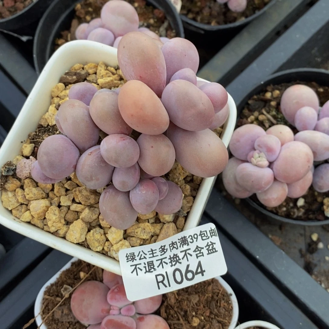 064橙奶多肉肉6cm