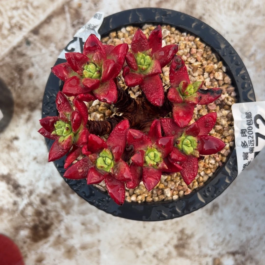 符***号亲亲看看～一物一拍772