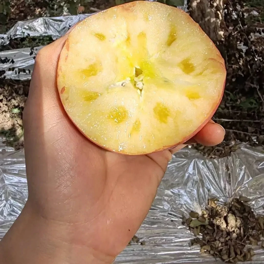 【人工挑选/京东包邮】新疆阿克苏冰糖心苹果光果酥脆爽口产地直发