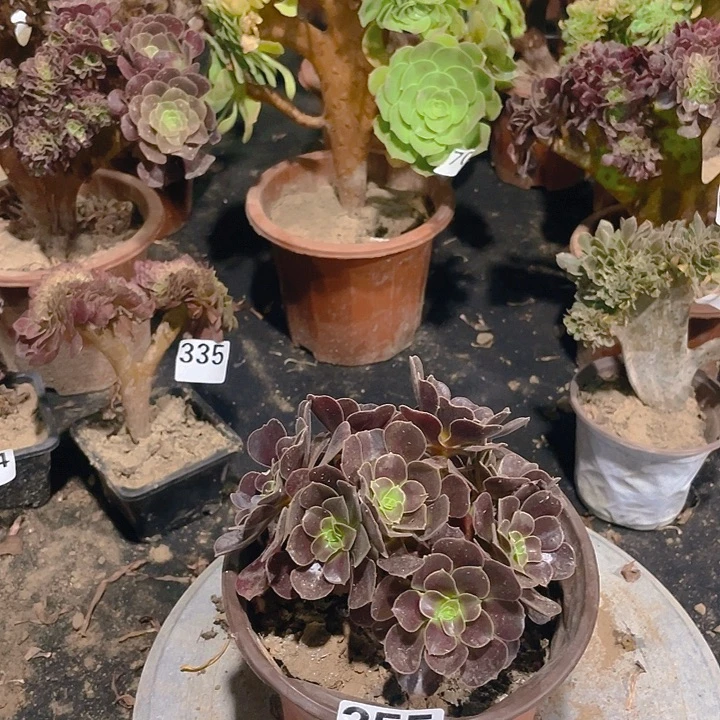 355欧紫掐心朵朵饱满