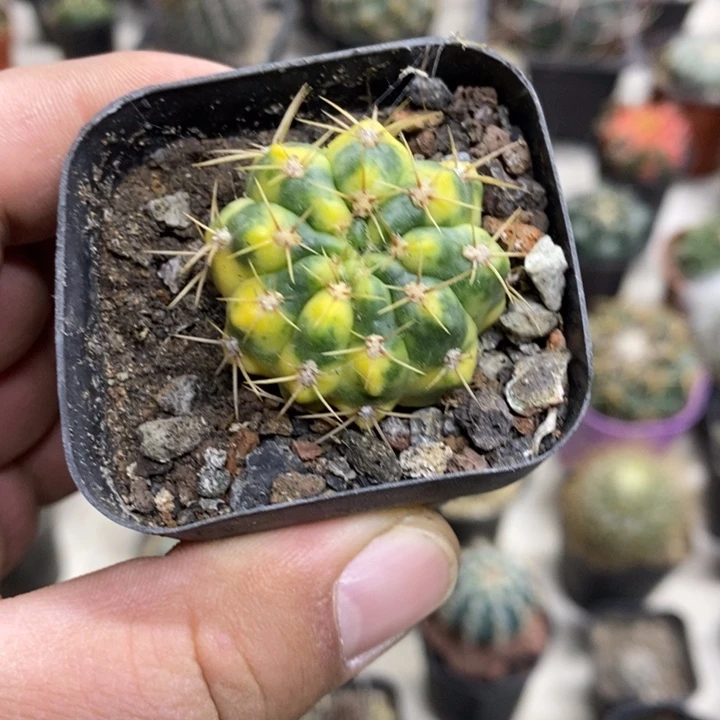 耕耘锦特价福利特价