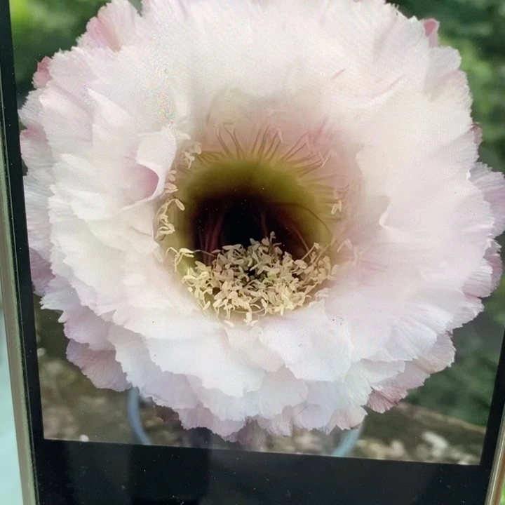 彩草黑美人带根4.5公分左右